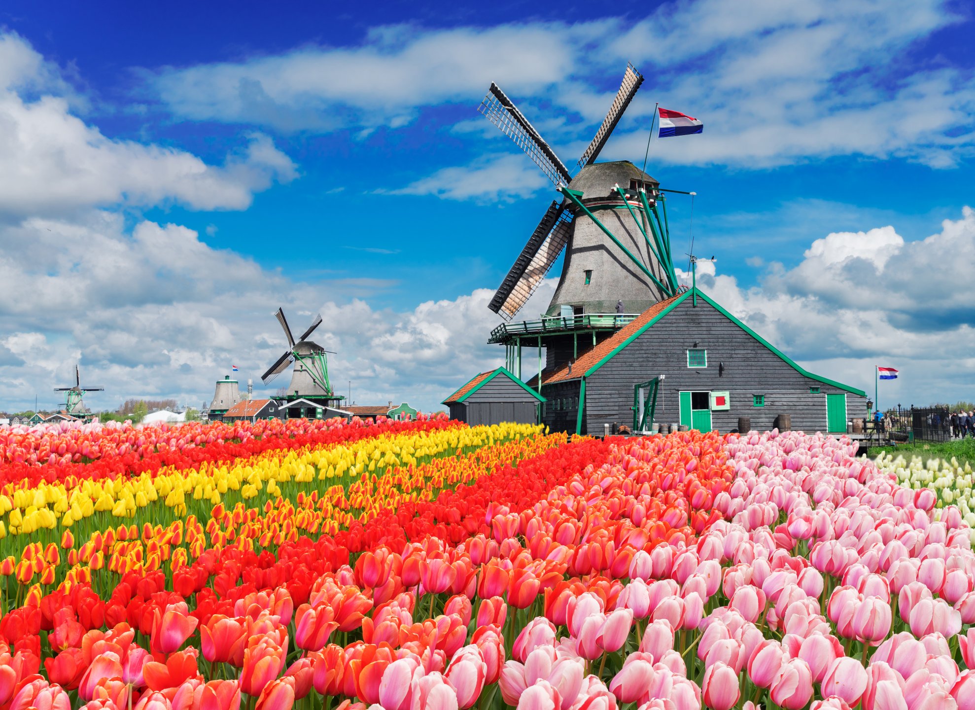 Holandsko - tulipány a Amsterdam