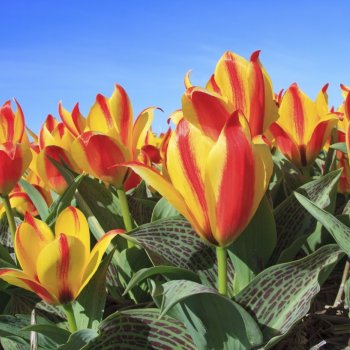 Holandsko - tulipány a Amsterdam