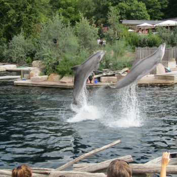 Legoland a delfíní laguna