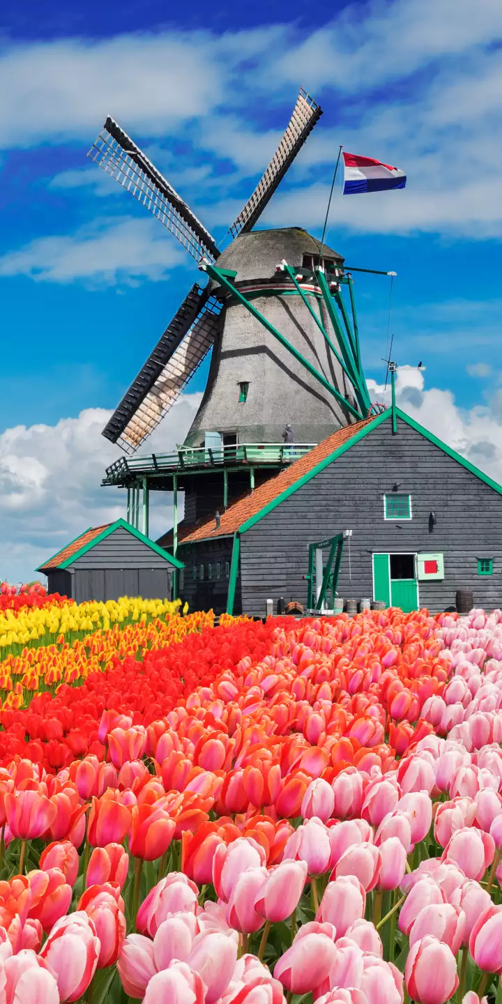 tulipány,mlýny, Amsterdamjaro 2023