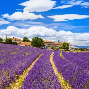 Levandulová Provence