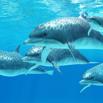 Delfíní laguna a ZOO Norimberk