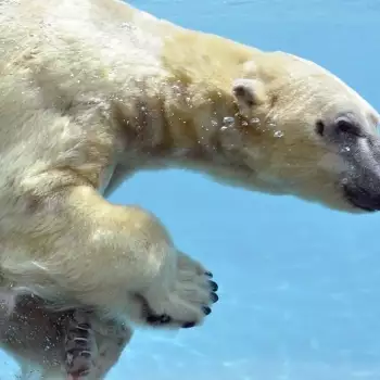 Europapark a Delfíní laguna