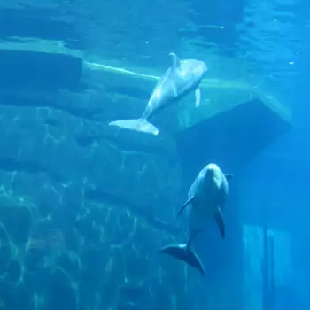 Europapark a Delfíní laguna