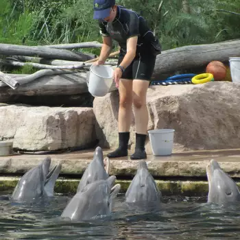 Europapark a Delfíní laguna
