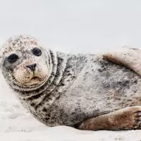 Dánsko – tulení safari a rybářské městečko