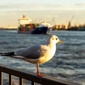 Hamburk a krásy severního pobřeží