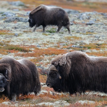 Do Norska za přírodou a papuchalky