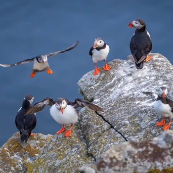 Do Norska za přírodou a papuchalky