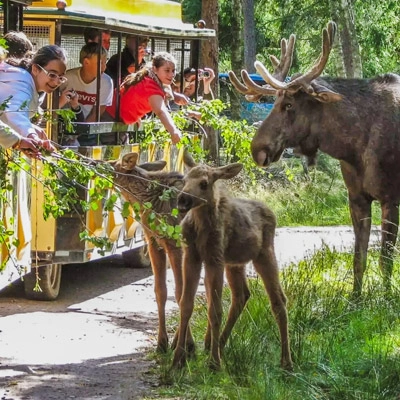 Královské Švédsko a Losí farma
