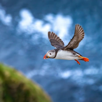 Do Norska za přírodou a papuchalky