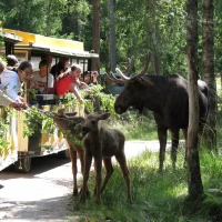 Královské Švédsko – Národní parky a Losí farma