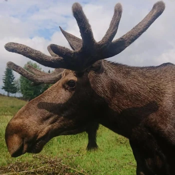 Královské Švédsko – Národní parky a Losí farma
