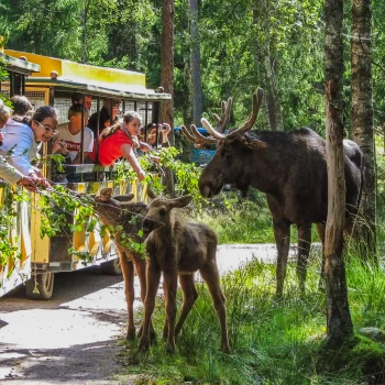 Královské Švédsko – Národní parky a Losí farma