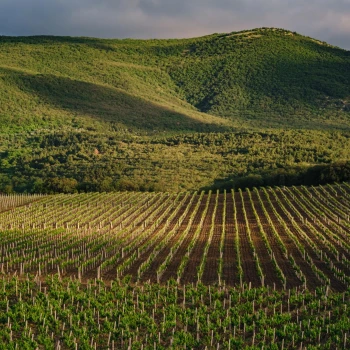 Florencie a vůně lásky i vína