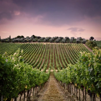 Florencie a vůně lásky i vína