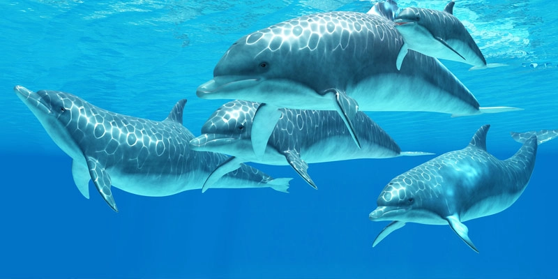 Delfíní laguna a ZOO Norimberk