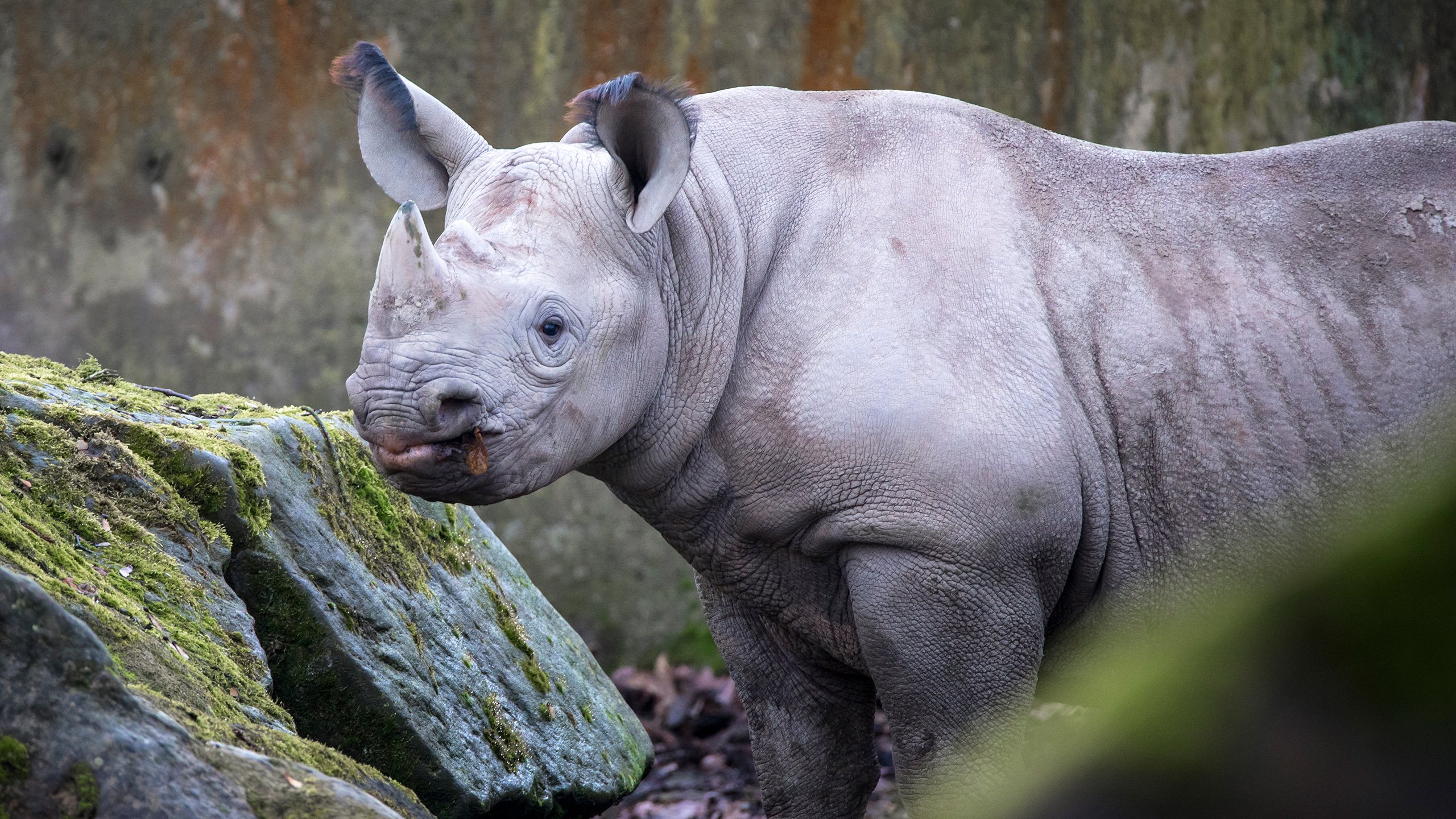 Safaripark Dvůr Králové