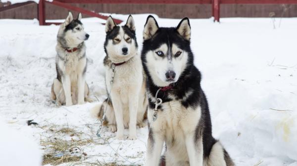 Husky farma