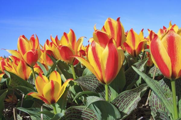 Holandsko - tulipány a Amsterdam