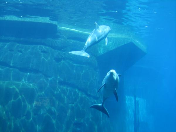Delfíní laguna a ZOO Norimberk