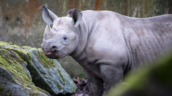 Safaripark Dvůr Králové