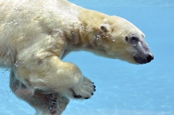 Delfíní laguna a ZOO Norimberk