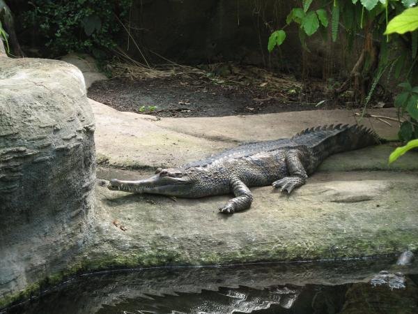 Safaripark Dvůr Králové