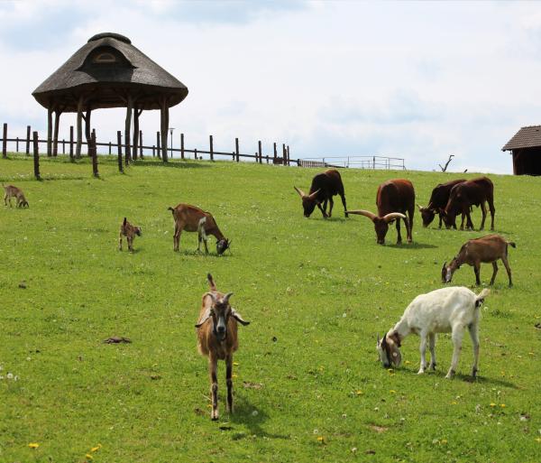 Farmapark