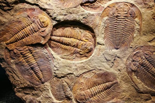 Trilobiti