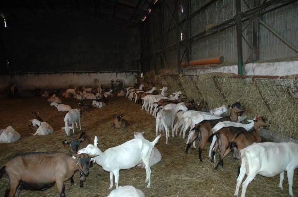 Kozí farma a brusírna perel