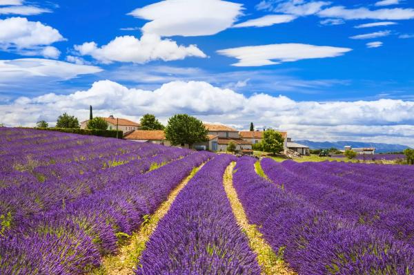 Levandulová Provence