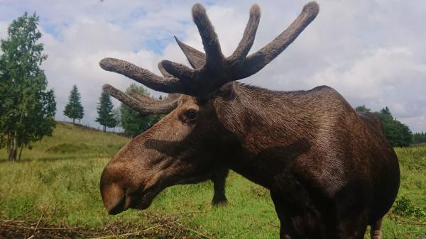 Stockholm, Ďáblova bible, losí farma a Velká bažina