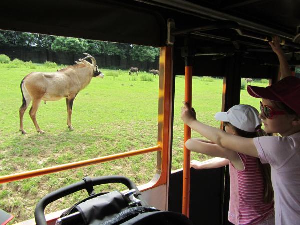 Expedice safari s nocováním mezi zvířaty