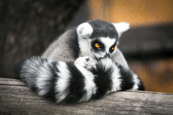 Zoopark Zájezd
