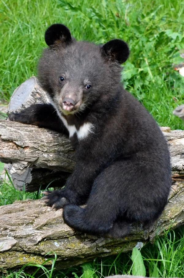 Kontaktní program se zvířaty v ZOO Chleby